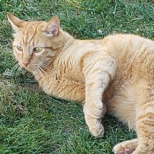 Meet your Posher, AmericanLinda